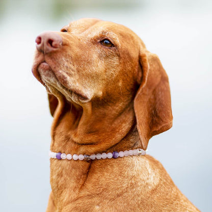 Edelstein-Halskette Aria für Hunde (Rosenquarz, Bergkristall, Amethyst)